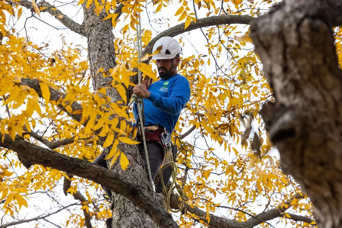 Skilled Tree Trimming crew working in Kite